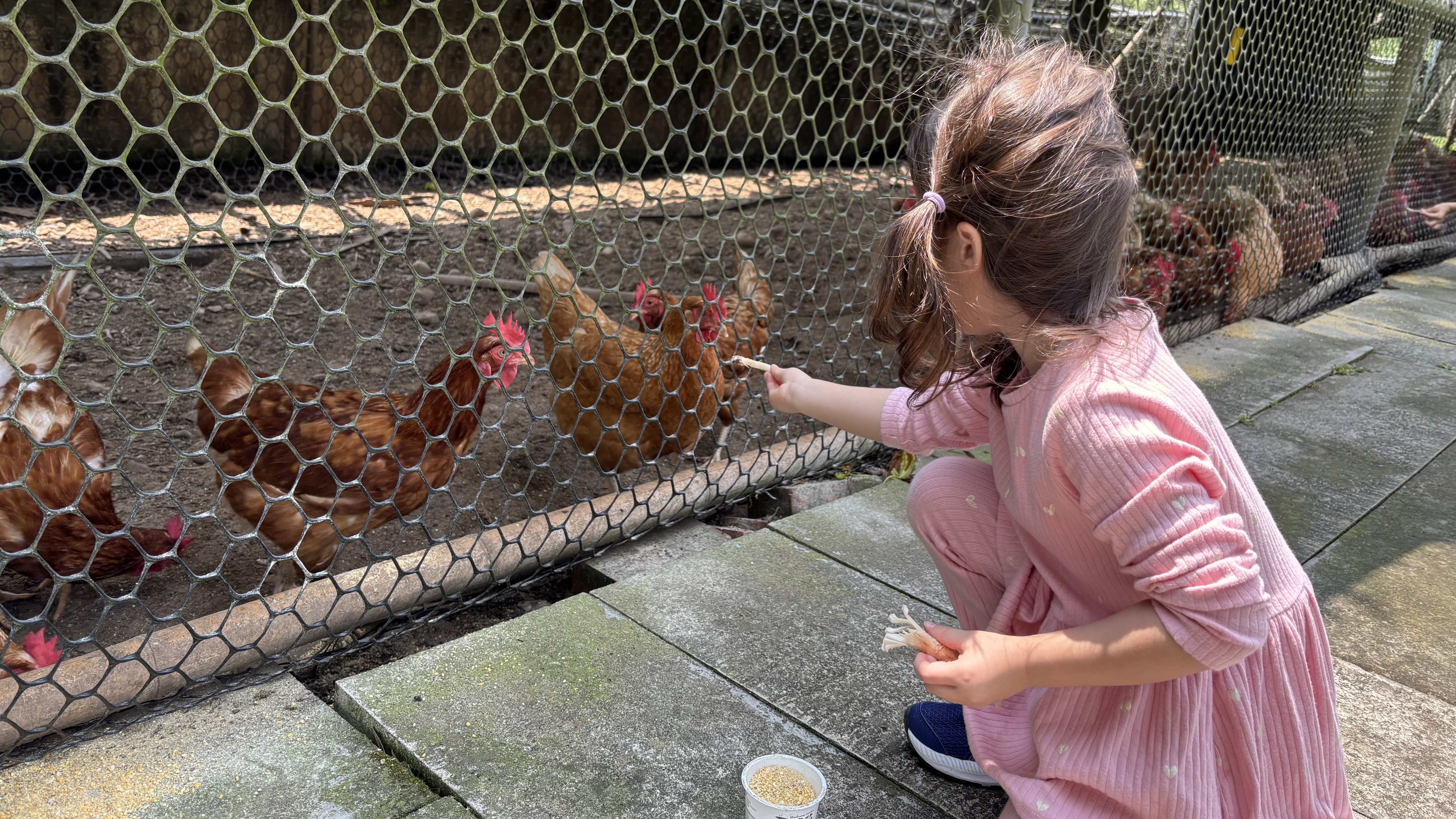 餵雞吃香菇飼料