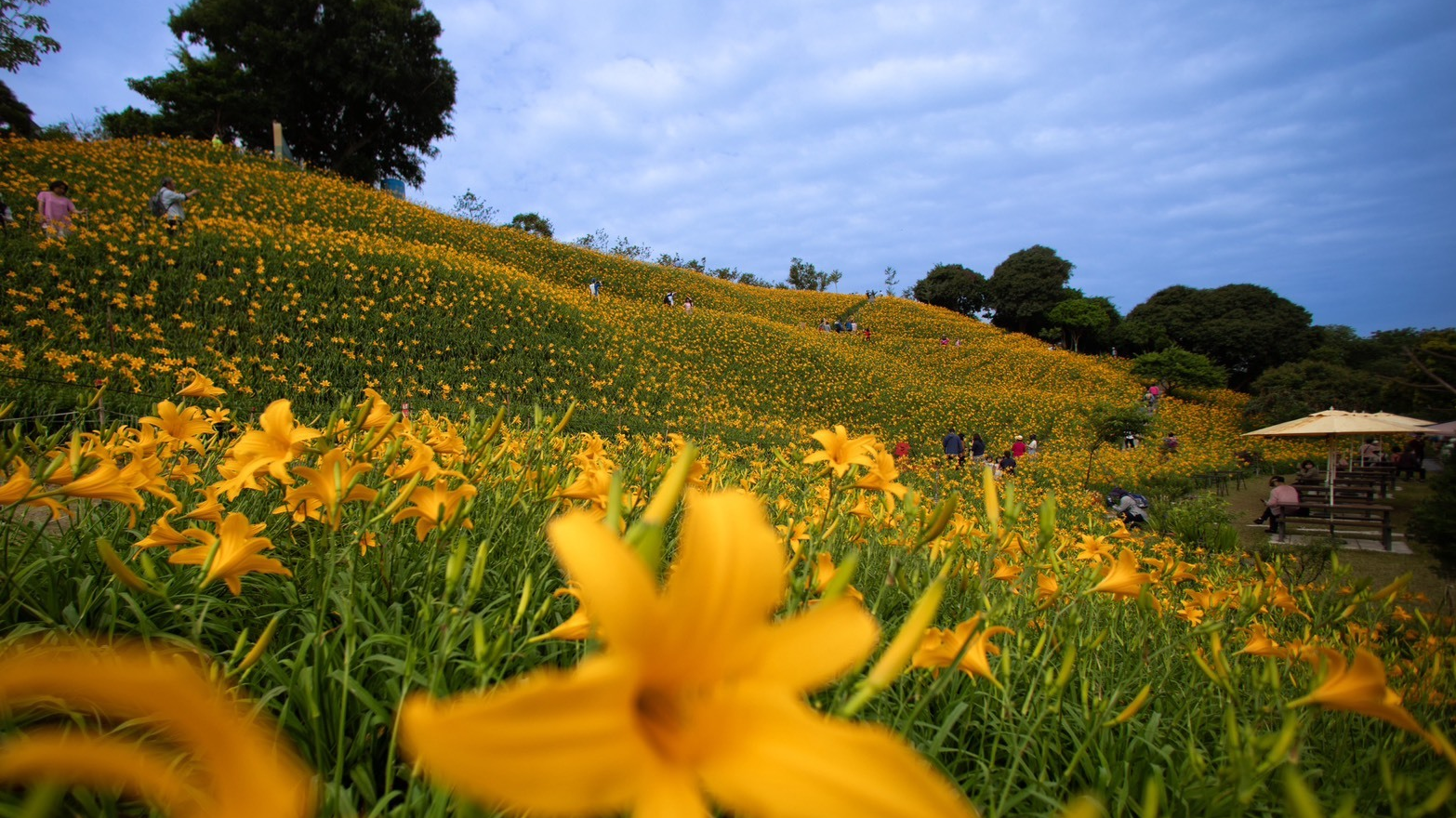 八卦山金針花季的金黃山頭吸引許多遊客前往賞花(圖片來源：參山處提供)