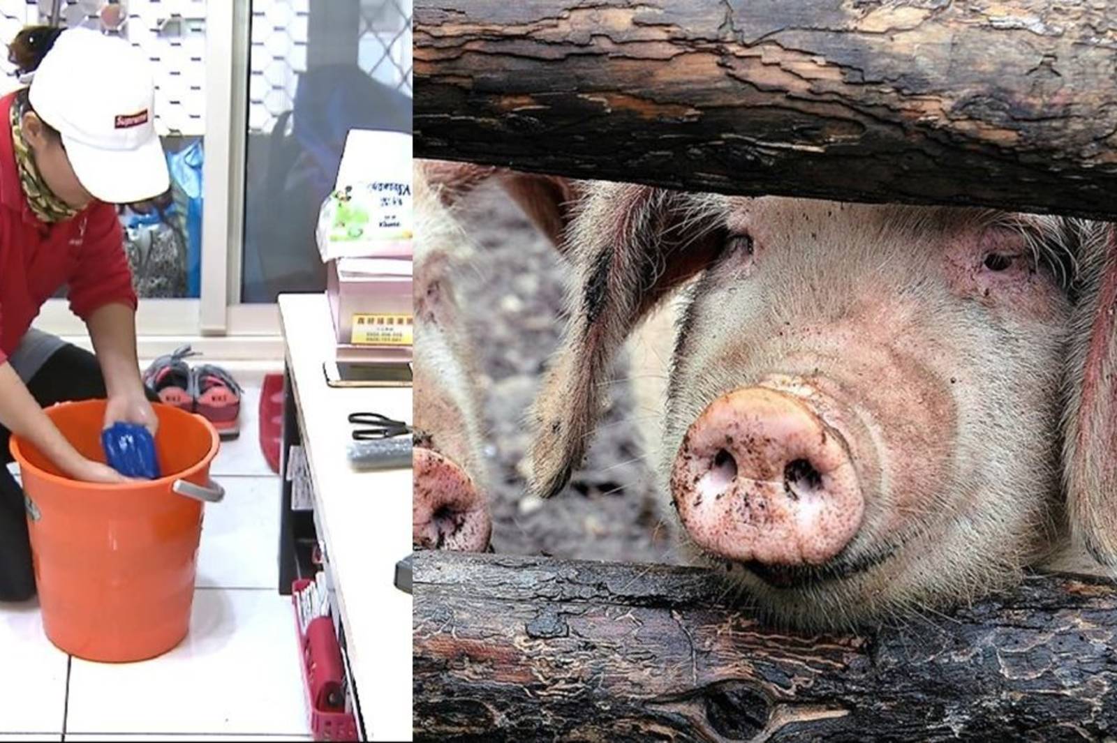 豬瘟謠言追追追