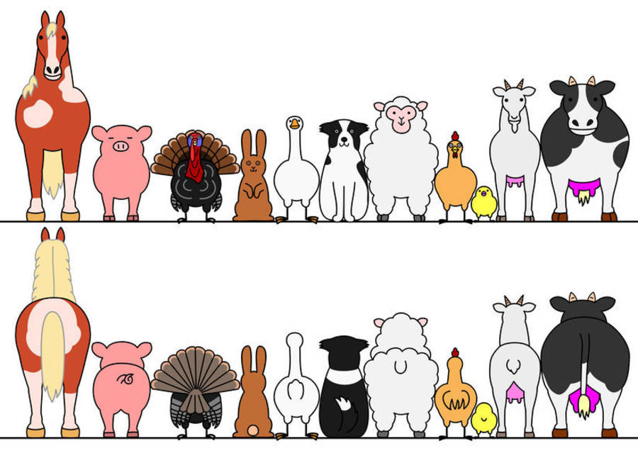 動物尾巴真有用！