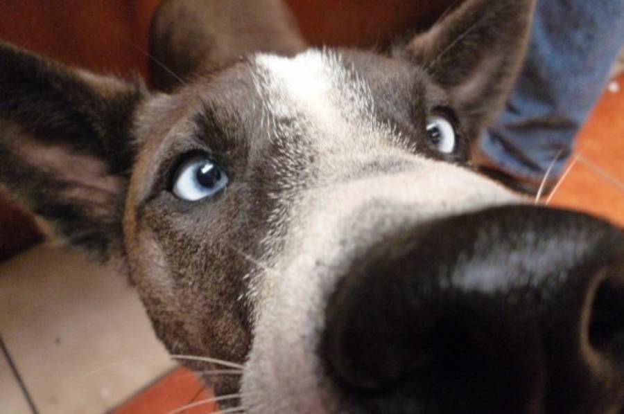 棄養動物是違法的行為嗎？