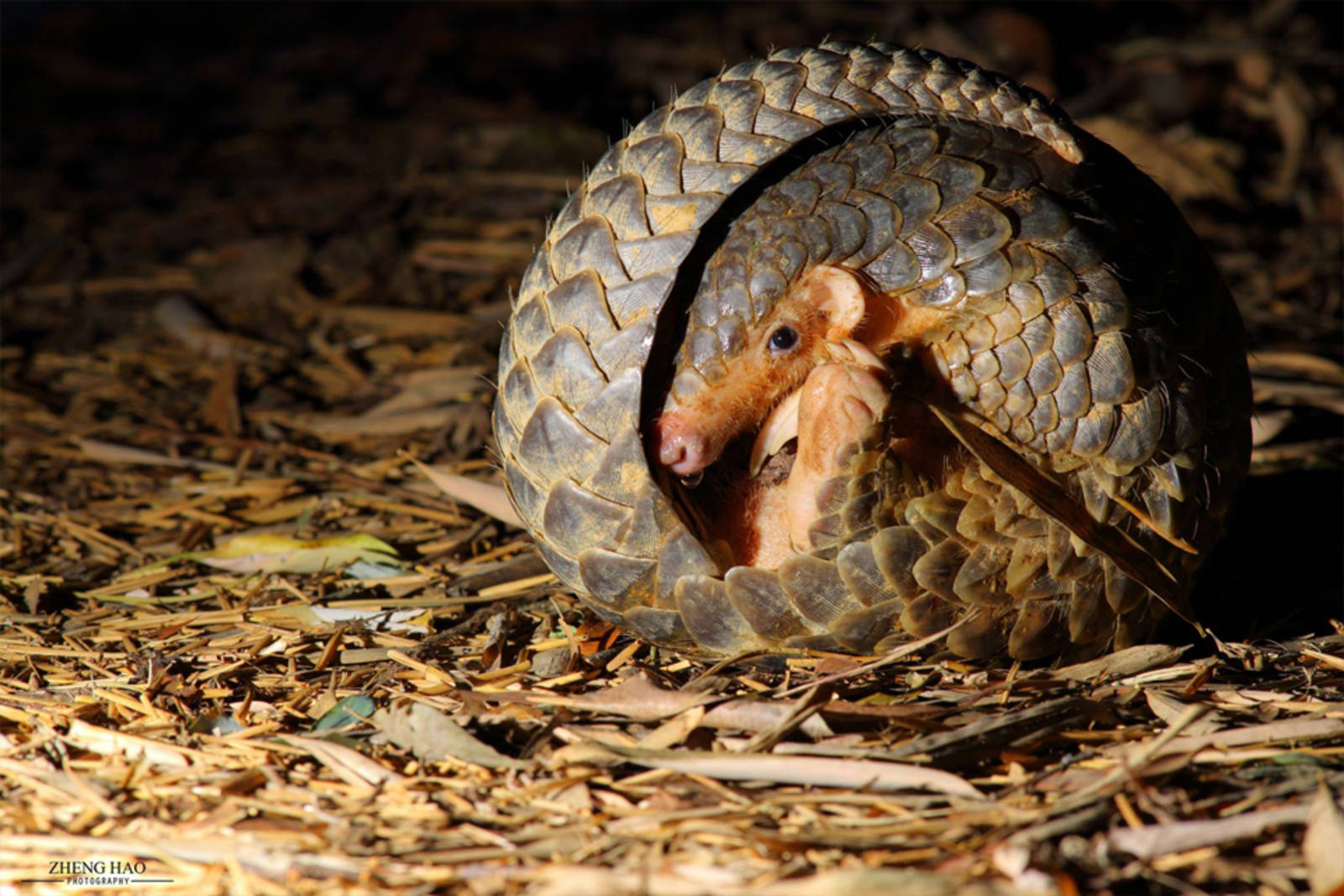 中華穿山甲的危機及保育
