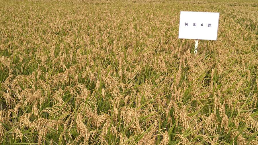 EP2-吃飯皇帝大1：關於「米」的不可不知｜餐桌遊寶島