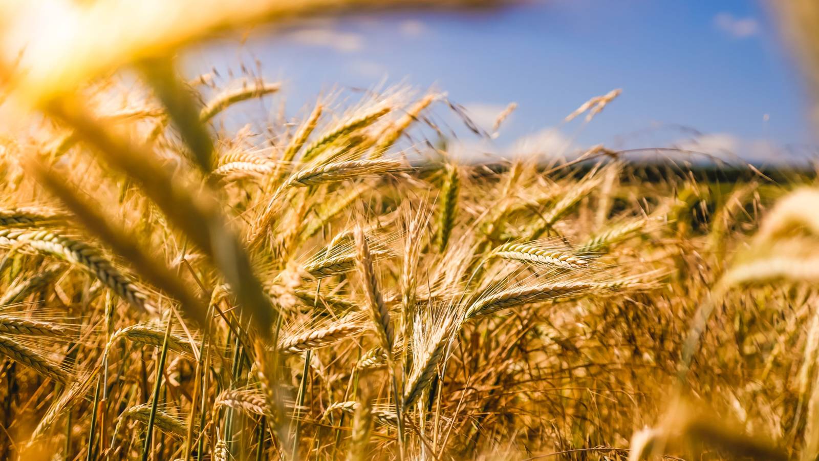 EP28-食農教育萬花筒10：日本食育推動的借鏡｜餐桌遊寶島