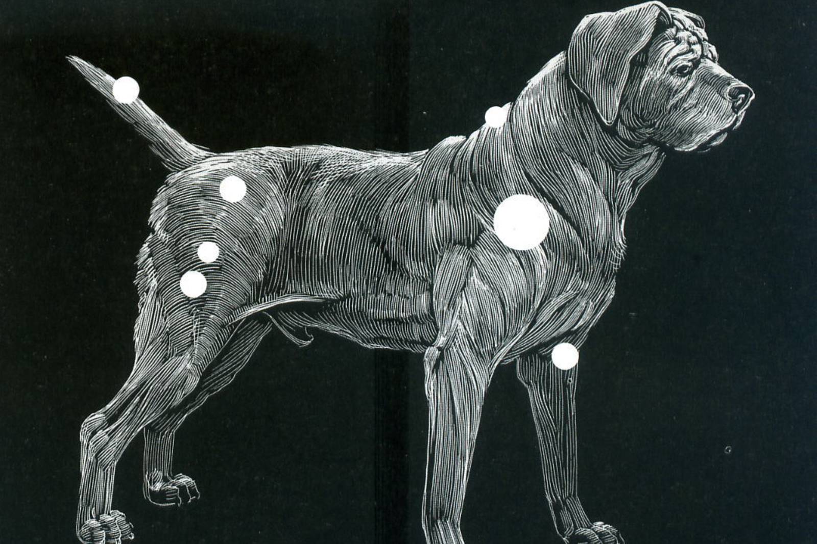 冬季星座_大犬座