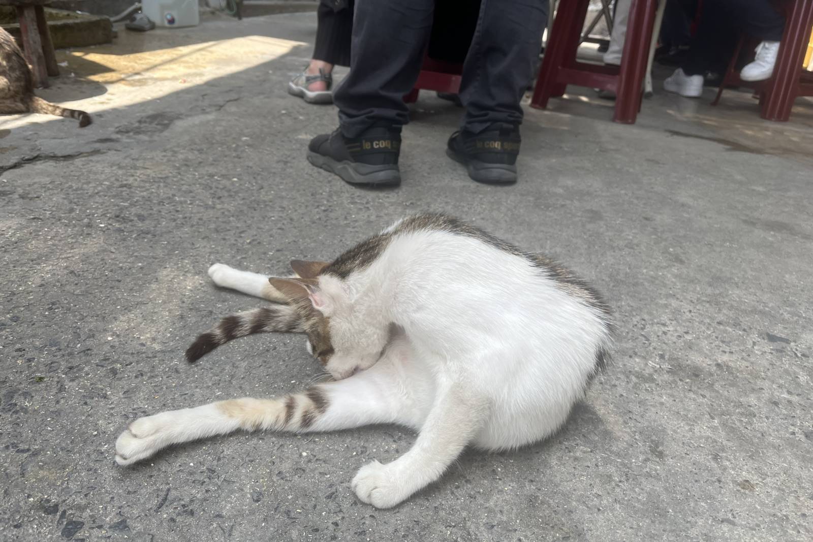 保麗龍和草的關係