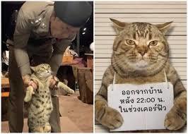 單集-封面