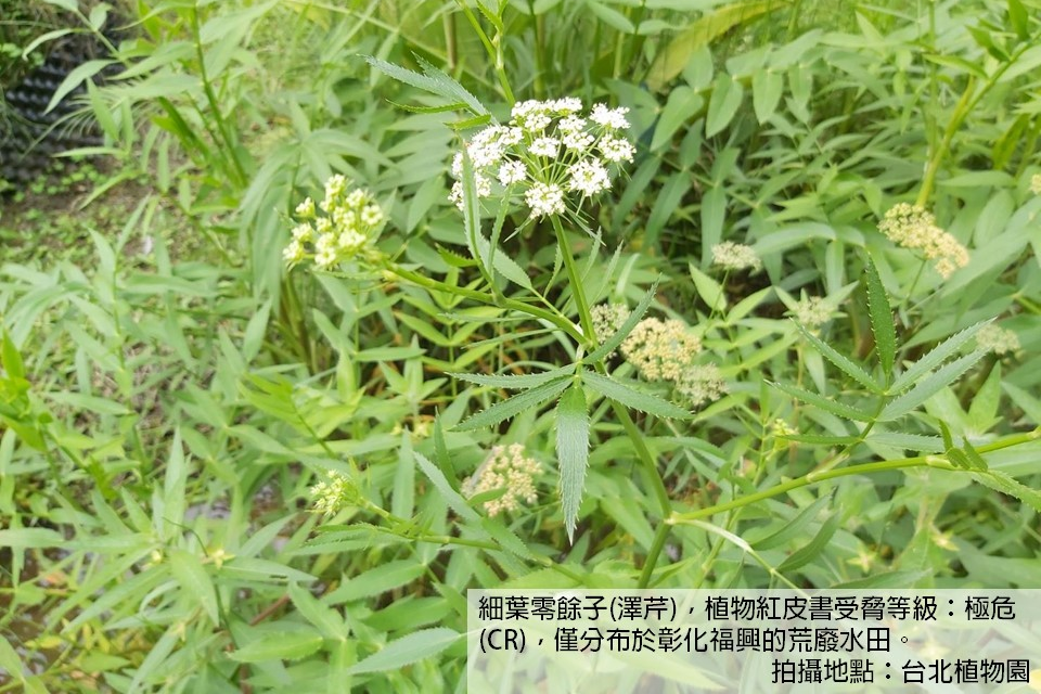 單集-封面
