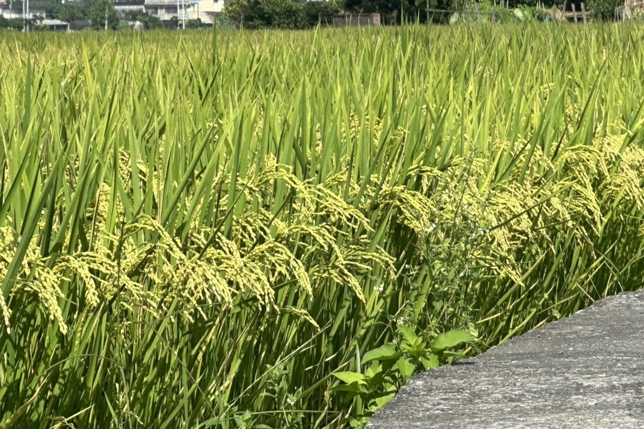 單集-封面