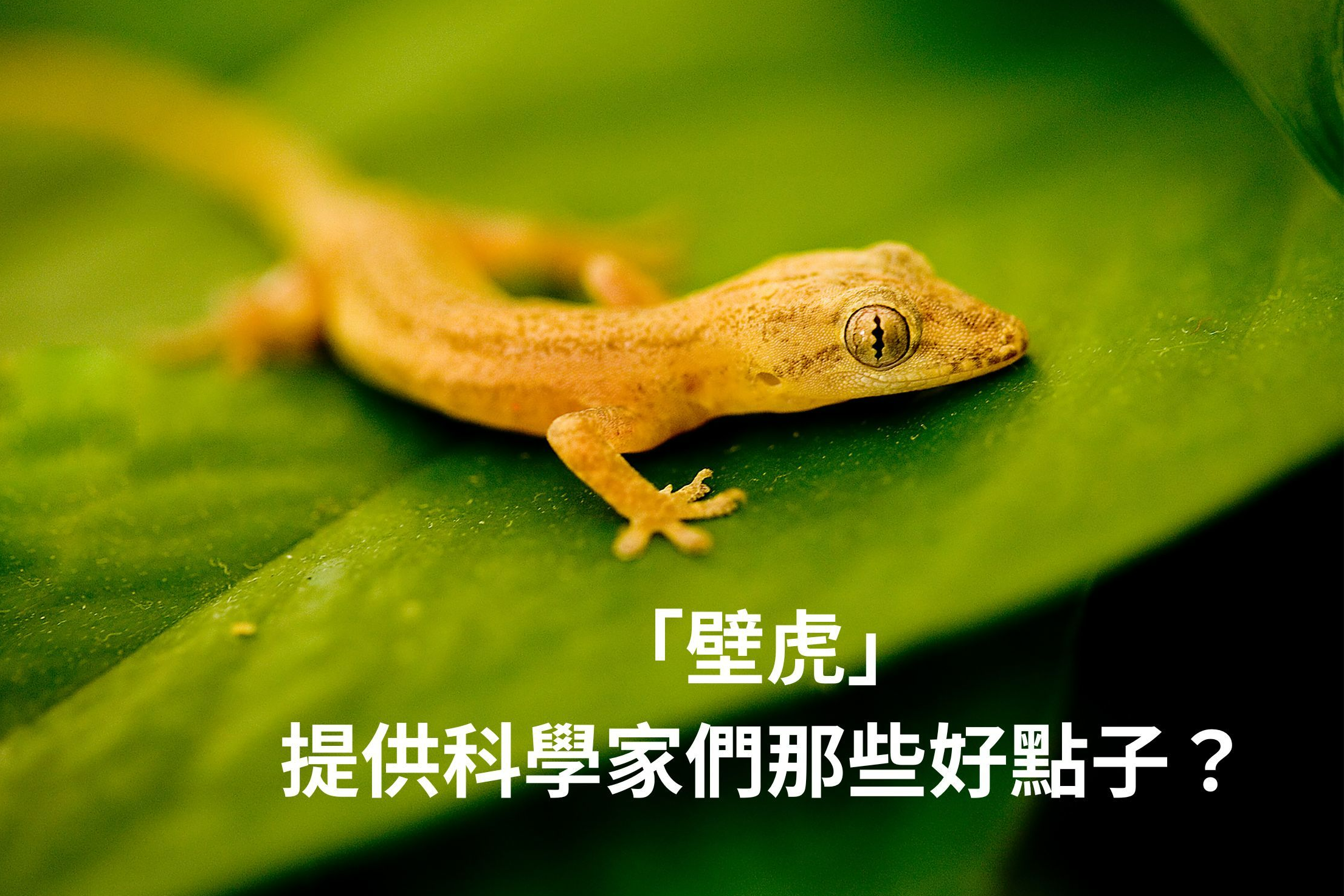 單集-封面