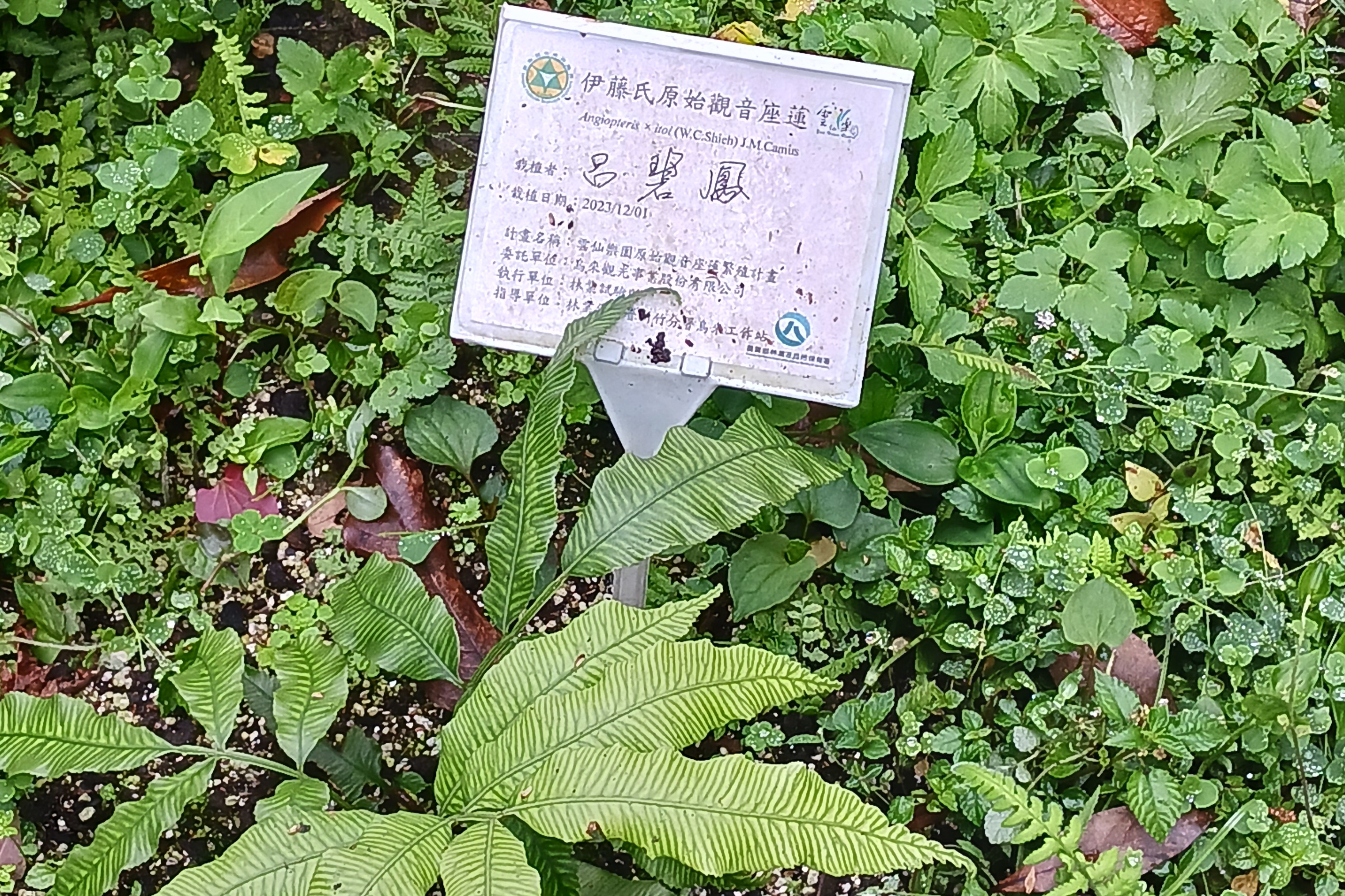 單集-封面